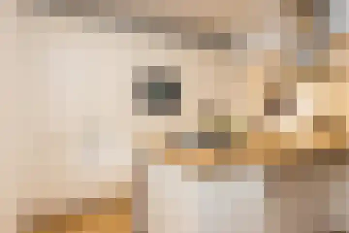 Bongaarderweg 8 Bocholtz thumbnail 20