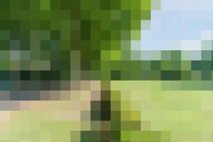 Bongelakker 80 Rijen thumbnail 41