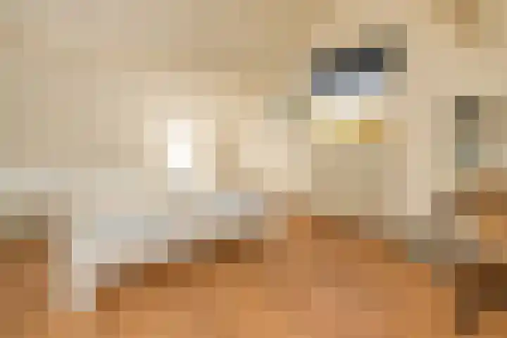 Bongerd 11 Renesse thumbnail 11