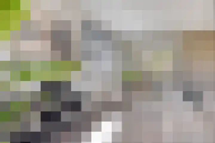 Bongerd 25 Helden thumbnail 14