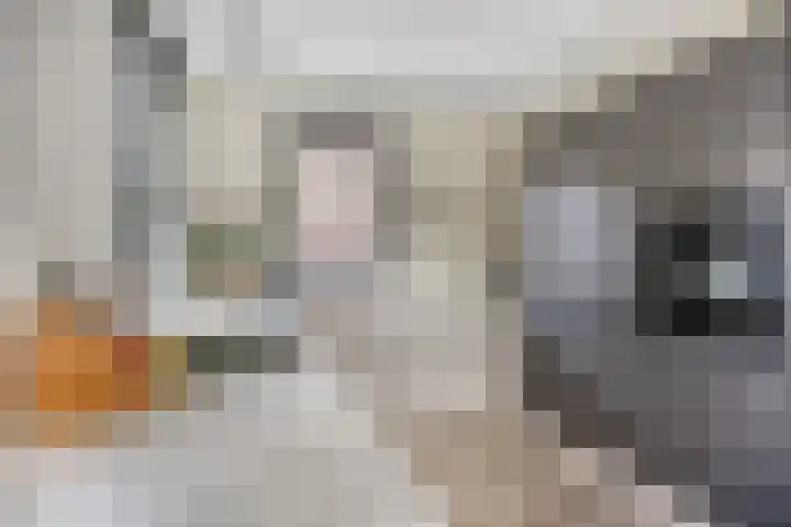 Bongerd 25 Helden thumbnail 17