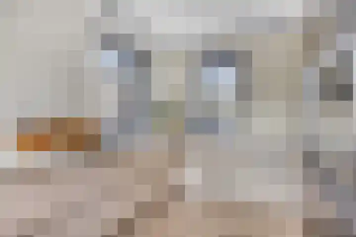 Bongerd 25 Helden thumbnail 19