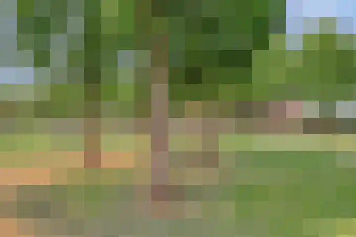 Bongerd 25 Helden thumbnail 54