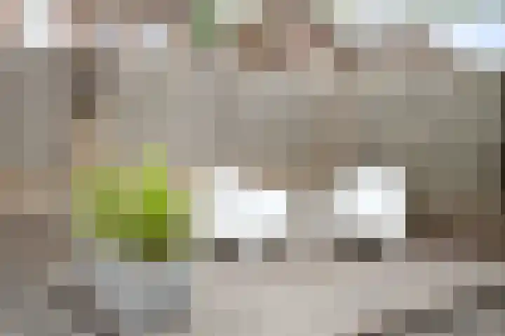 Bongerd 28 Someren thumbnail 34