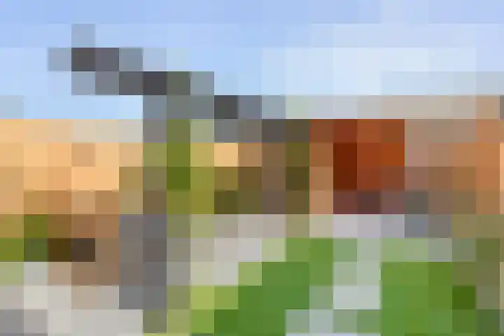 Bongerd 29 Borne thumbnail 19