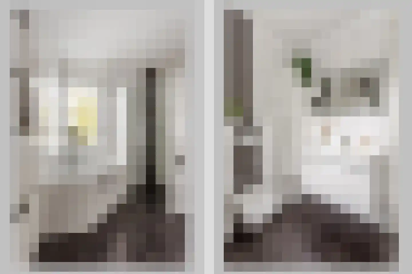 Bongerd 48 Borne thumbnail 12