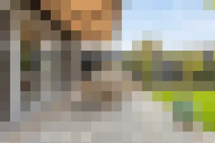 Bongerd 50 A Helden thumbnail 33