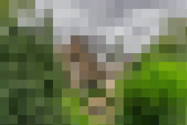 Bongerdlaan 23 Bilthoven thumbnail 6