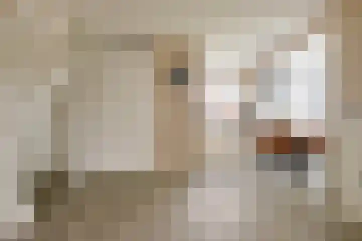 Bongeveen 52 Ede thumbnail 7