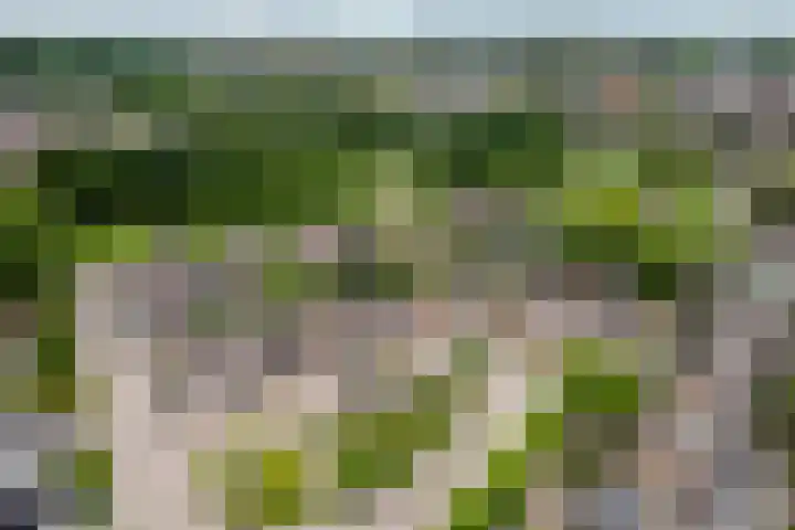 Bonkelaar 3 Raamsdonksveer thumbnail 46