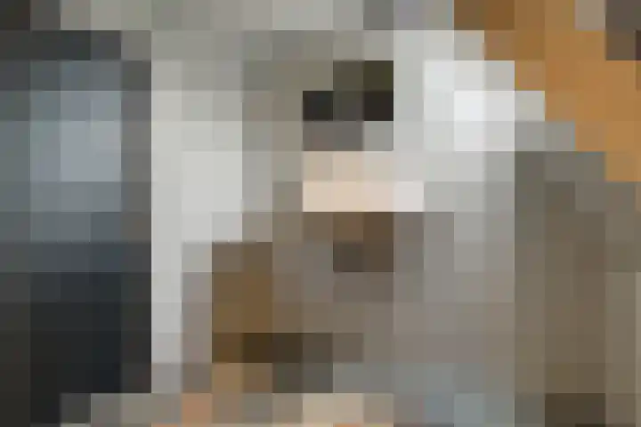 Bonkelaarsdijk 7 Schagen thumbnail 40