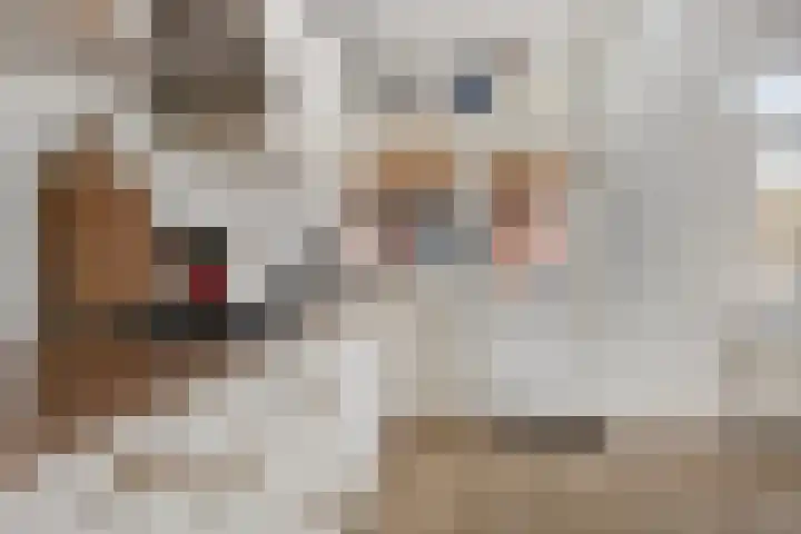 Bonningastrjitte 62 Oppenhuizen thumbnail 12