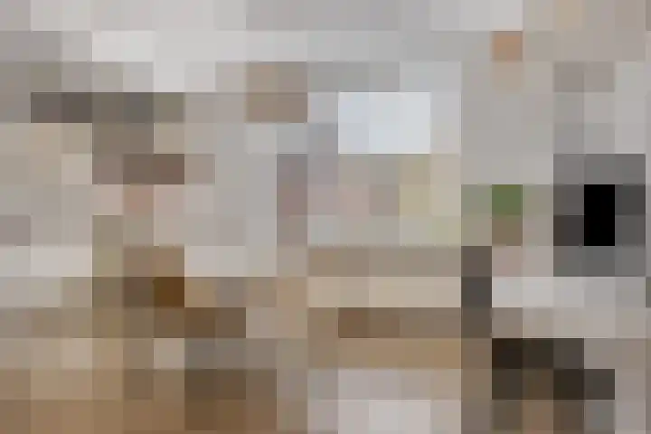 Bonningastrjitte 62 Oppenhuizen thumbnail 9