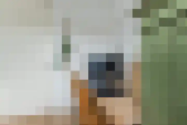 Bonoort 25 Broek op Langedijk thumbnail 17