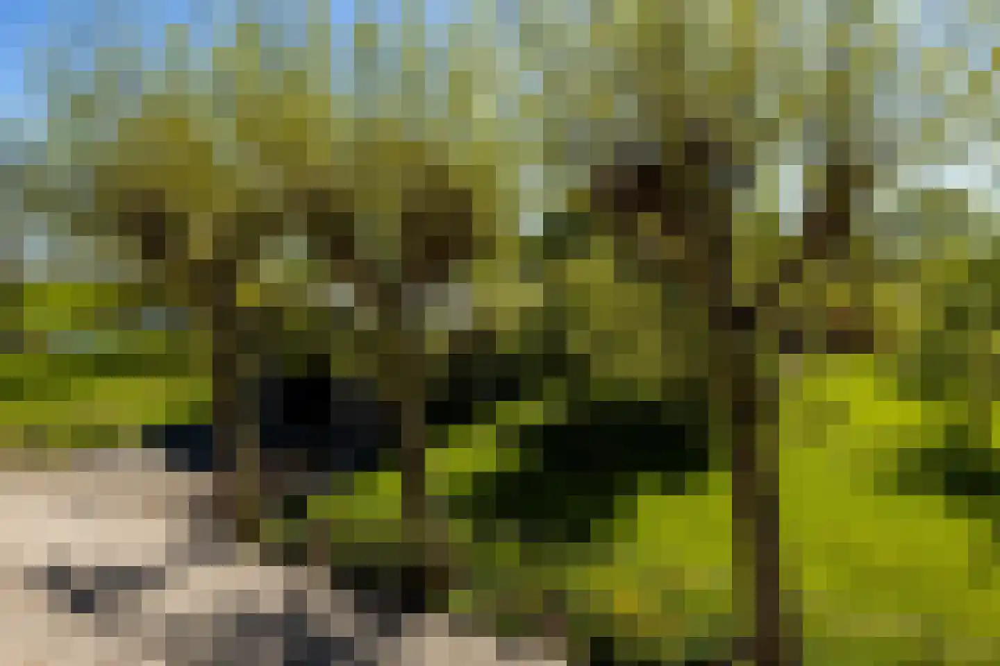 Bonrepas 8 Vlist thumbnail 71
