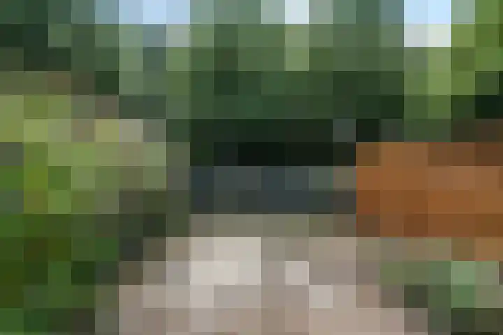 Bonte Kraai 25 Emmen thumbnail 19