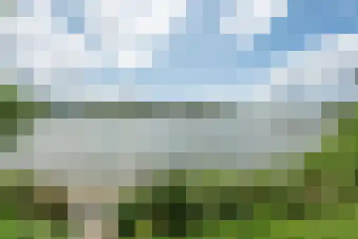 Bonte Kraai 25 Emmen thumbnail 21