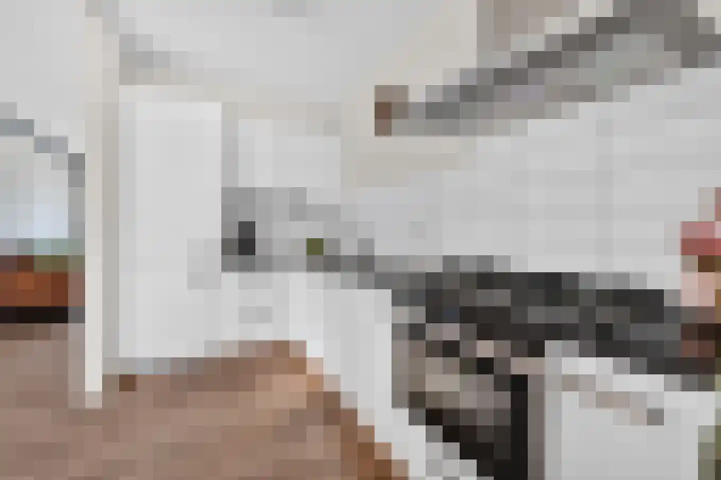 Bonte Kraai 9 Emmen thumbnail 15