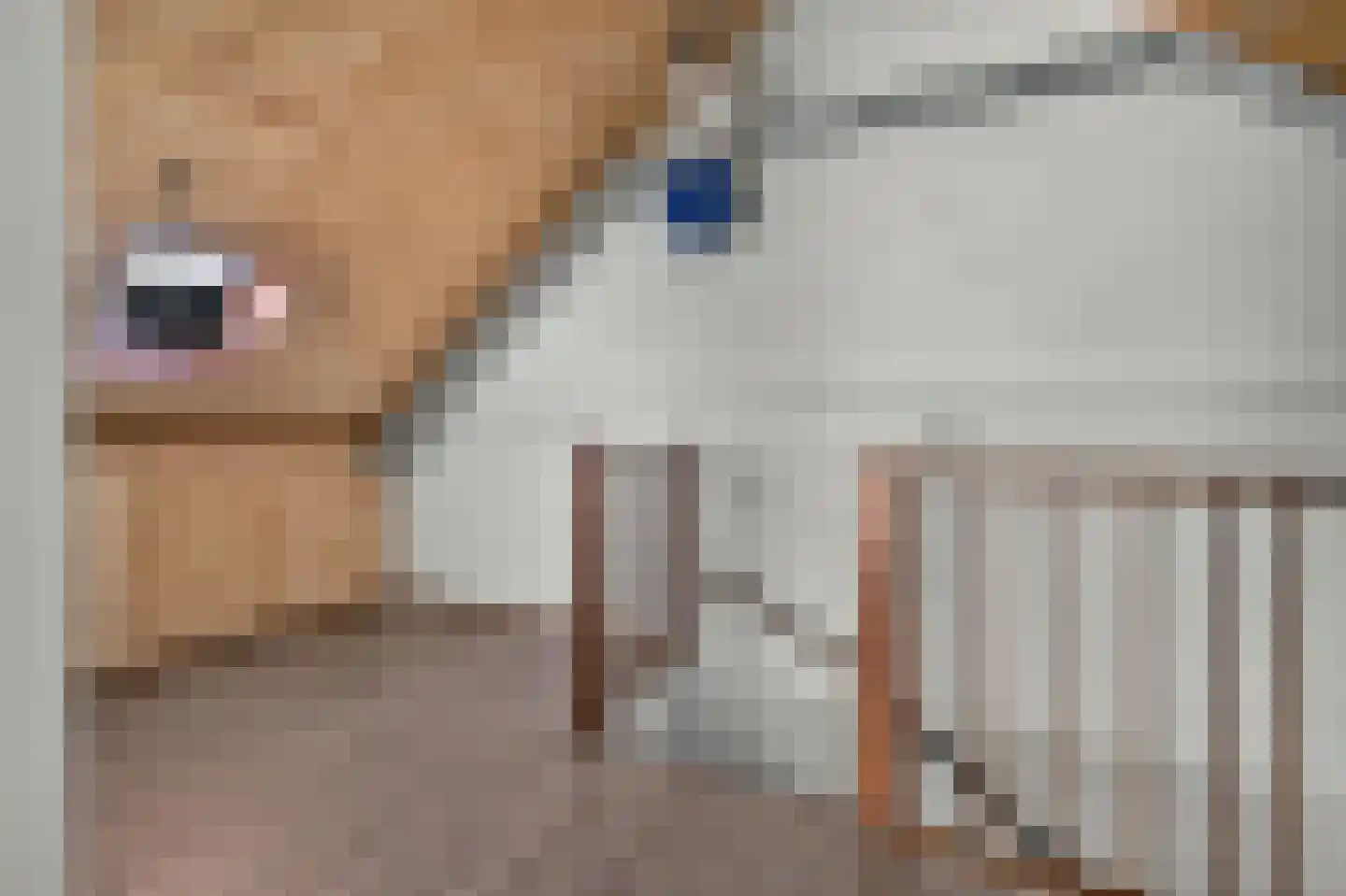 Bonte Kraai 9 Emmen thumbnail 30