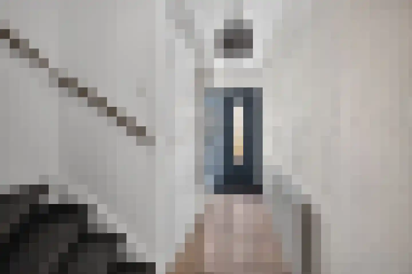 Bonte Kraai 9 Emmen thumbnail 4