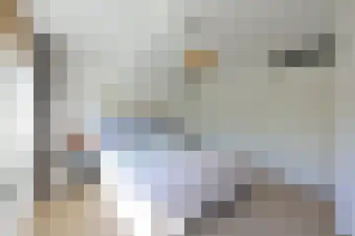 Bonte Specht 12 Zeewolde thumbnail 13