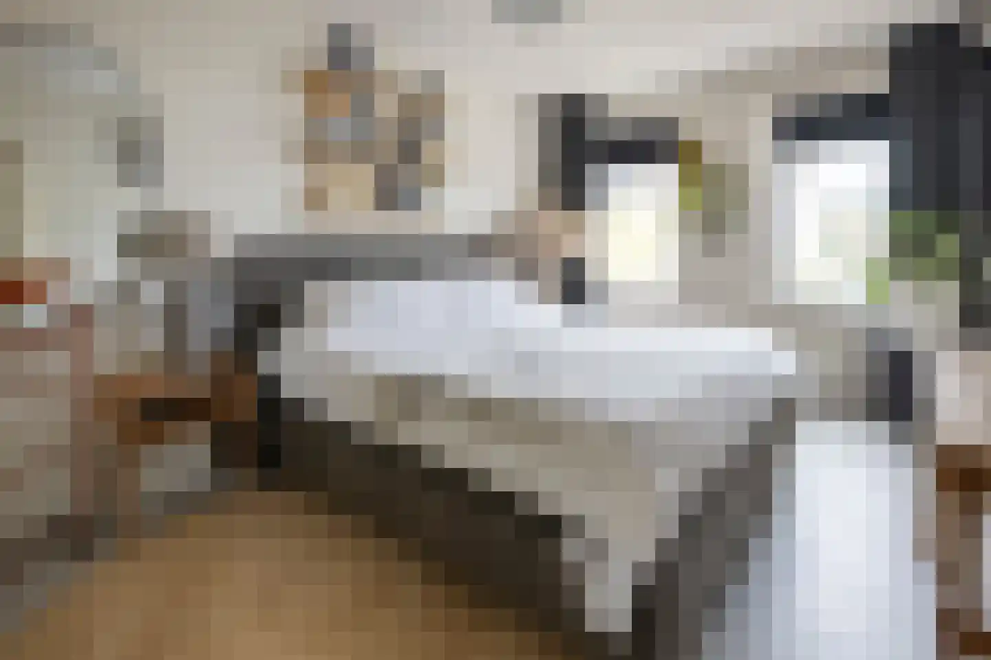 Bonte Specht 27 Emmen thumbnail 18