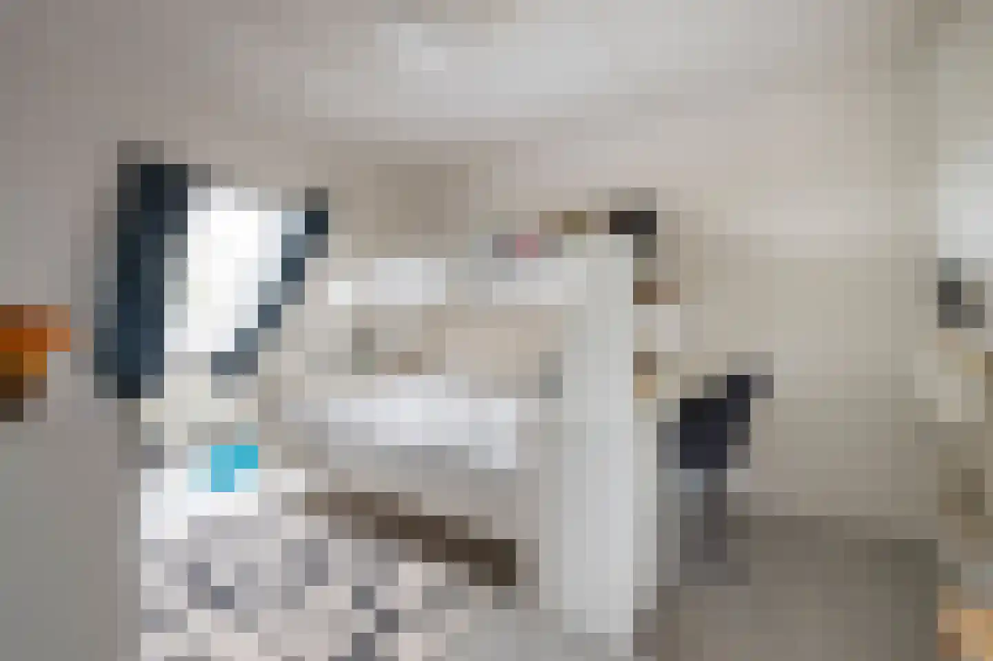 Bonte Specht 27 Emmen thumbnail 20