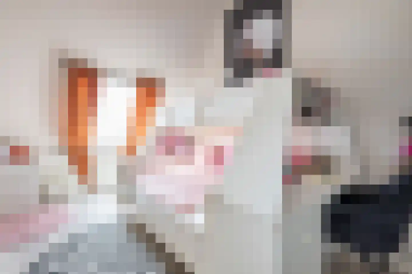 Bonte Specht 27 Emmen thumbnail 26
