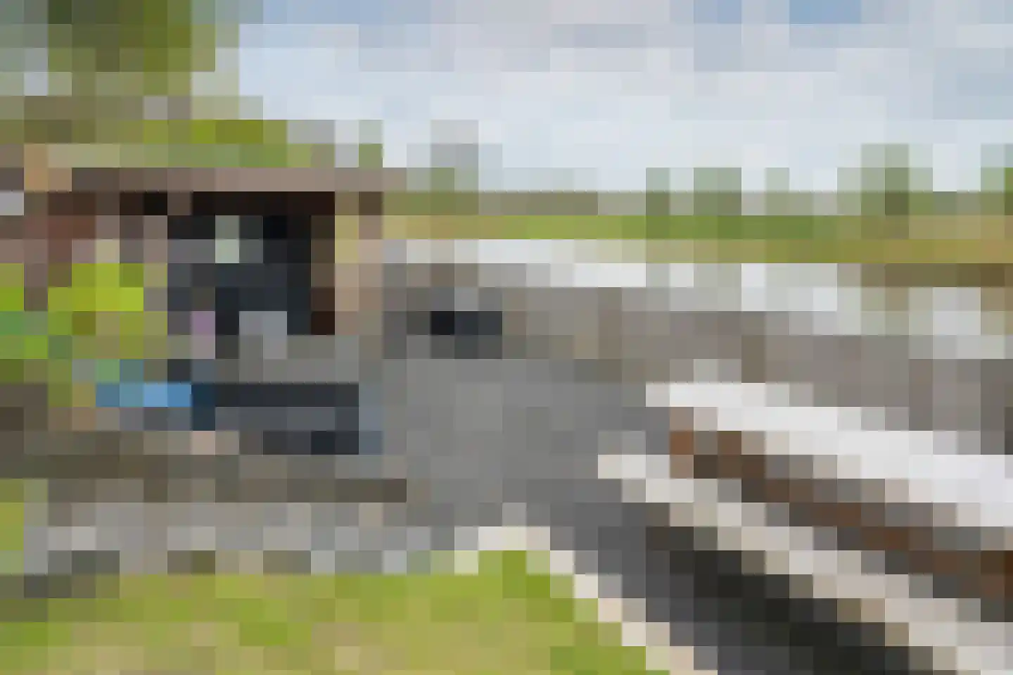 Bonte Specht 27 Emmen thumbnail 30