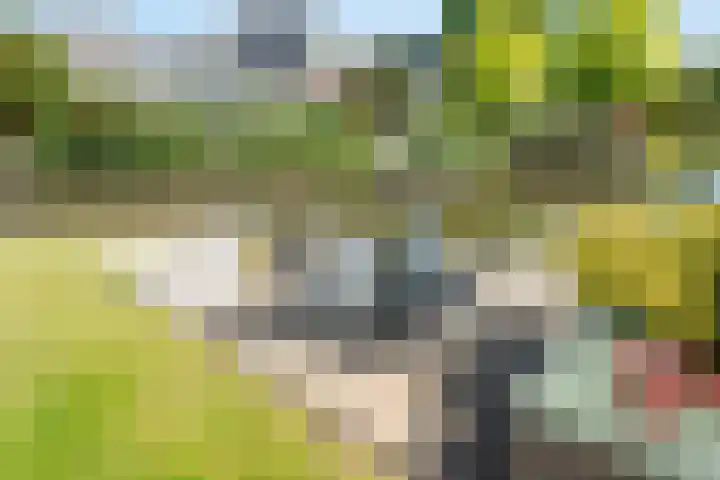 Bonte Specht 35 Emmen thumbnail 25