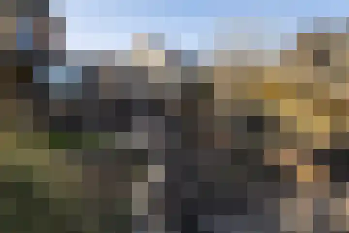Bonte Specht 39 Emmen thumbnail 29