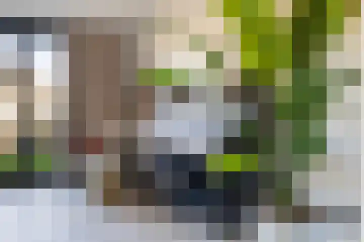 Bonte Specht 39 Emmen thumbnail 6