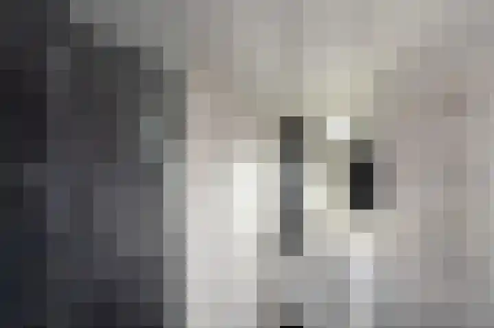 Bonte Specht 44 Emmen thumbnail 24