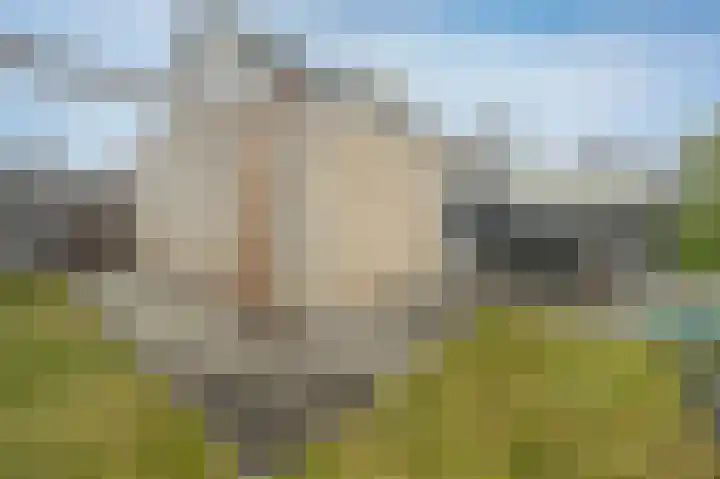 Bonte Specht 44 Emmen thumbnail 33