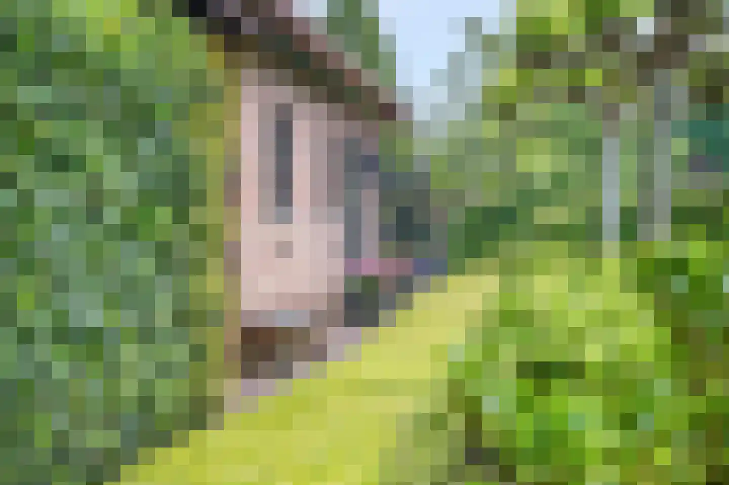 Bontemorgen 14 Lienden thumbnail 64