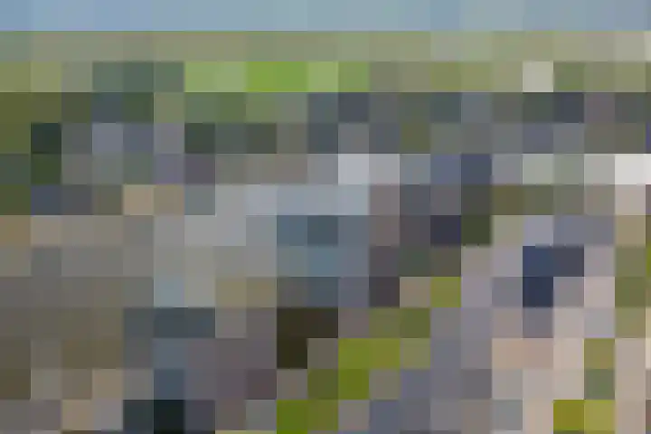 Boog 21 Wormer thumbnail 34