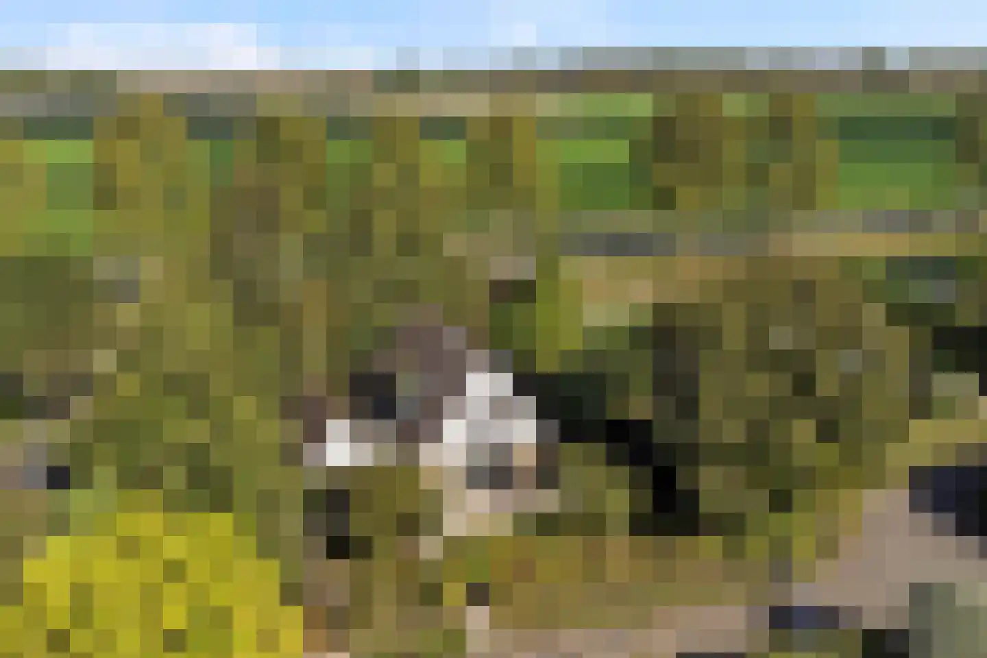 Boogerdlaan 27 Kortgene thumbnail 42