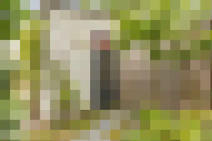 Boogoort 58 Broek op Langedijk thumbnail 36