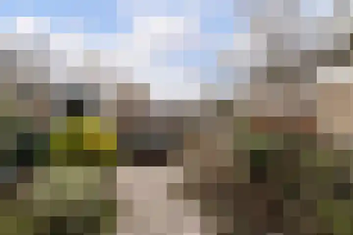 Boogschutter 25 Dordrecht thumbnail 29