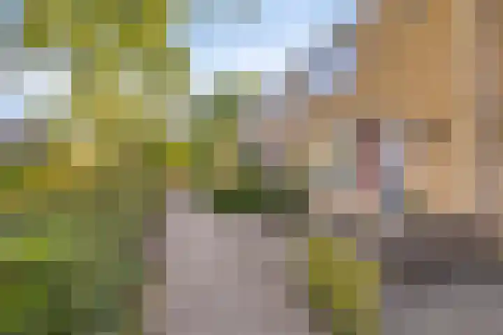 Boogschutter 51 Hoogezand foto 3