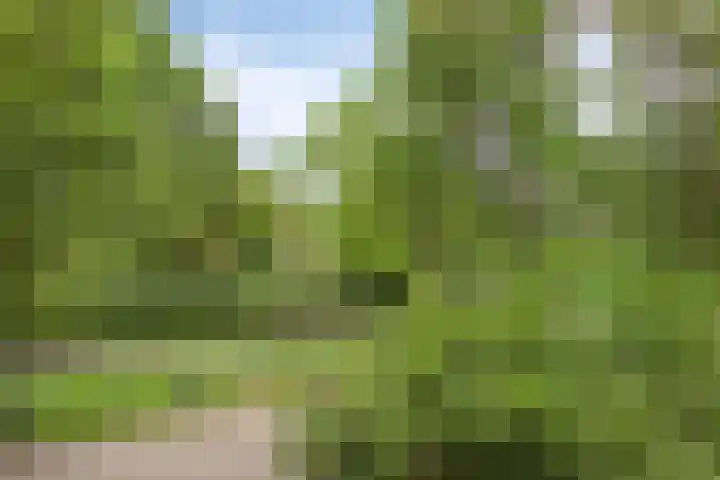 Boogschutter 74 Hoorn thumbnail 15