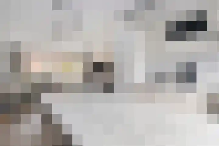 Boogschutter 89 Hoorn thumbnail 12