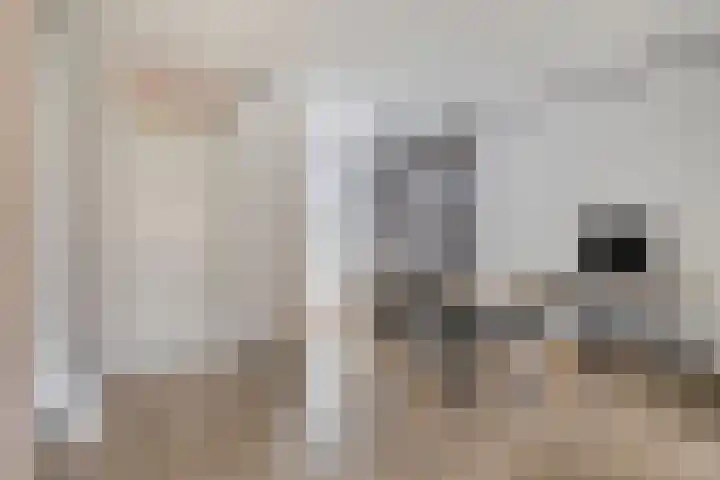 Boogschutter 89 Hoorn thumbnail 8
