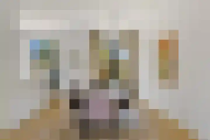 Boomaweg 70 Den Haag thumbnail 11