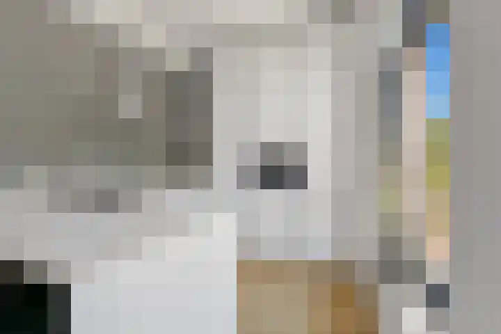 Boomaweg 70 Den Haag thumbnail 15