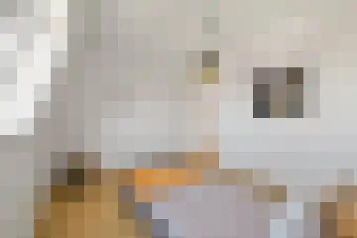 Boomaweg 70 Den Haag thumbnail 58