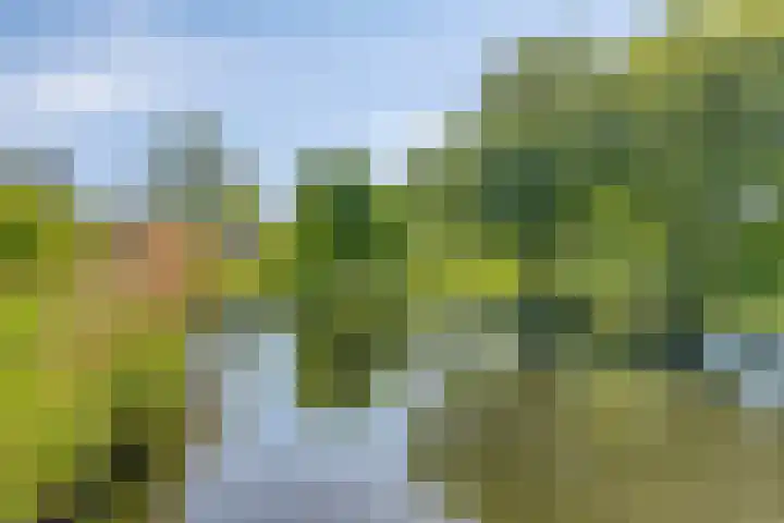 Boomberg 105 Capelle aan den IJssel thumbnail 36