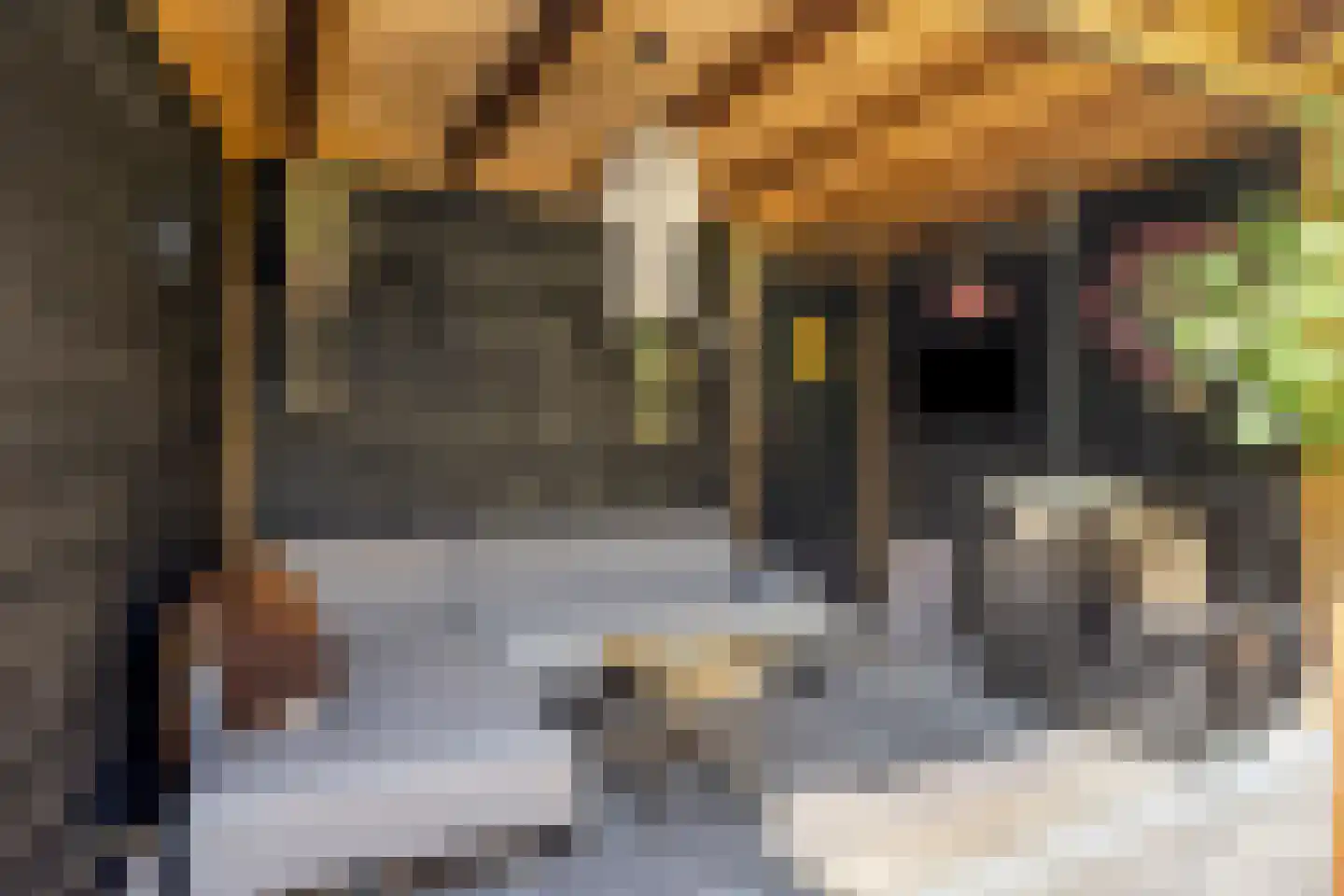 Boomblauwtje 48 Apeldoorn thumbnail 20