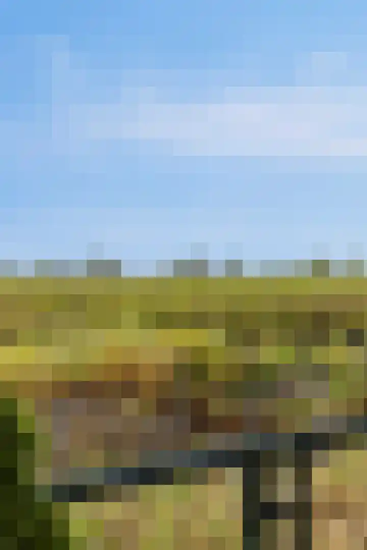 Boomdijk 9 Wolphaartsdijk thumbnail 48