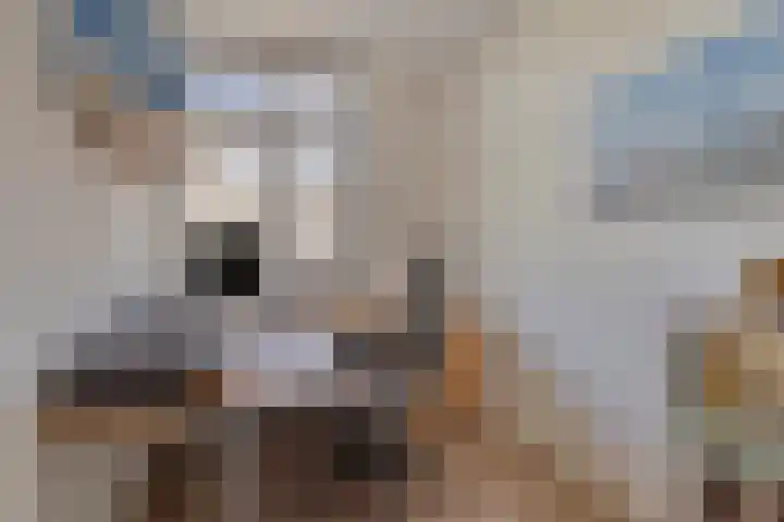 Boomgaard 21 Zundert thumbnail 20